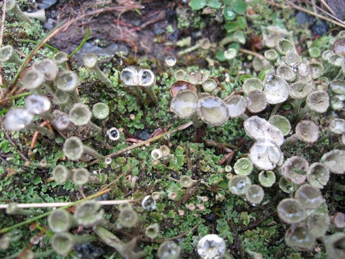 Flechten im Harz