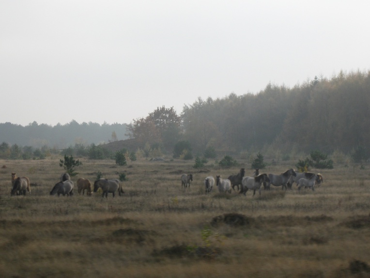 Koniks in der Cuxhavener Küstenheide,