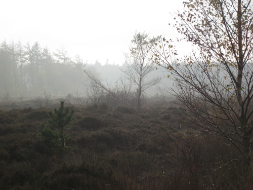 Landschaft Küstenheide