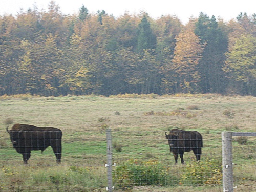 Wisente in der Küstenheide