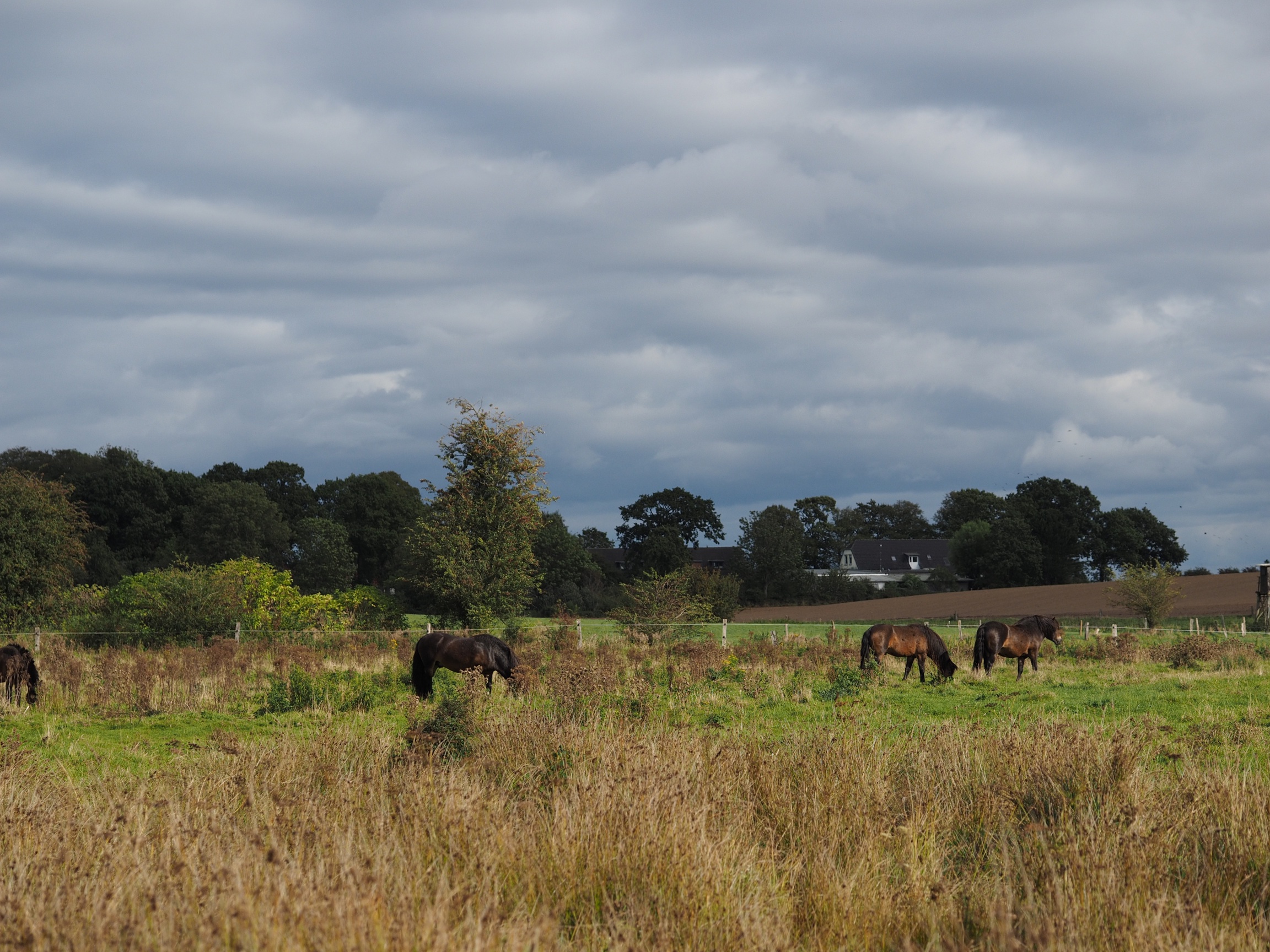 Kaltenhofer Moor